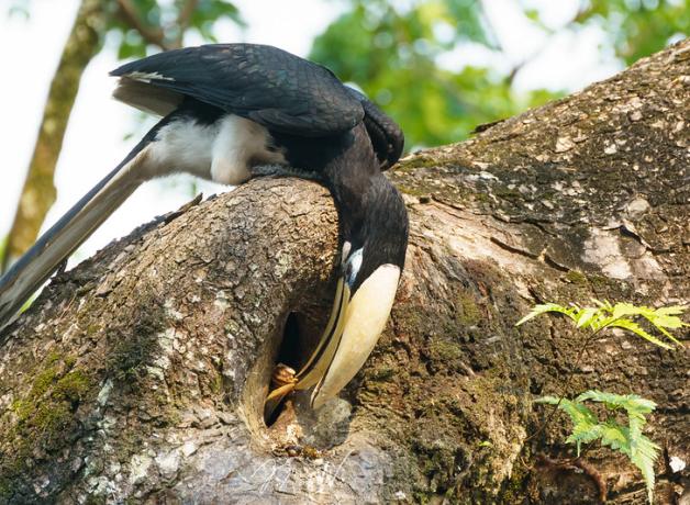 Male Oriental Pied Hornbill feeding his mate who is partially sealed inside a nest in a tree