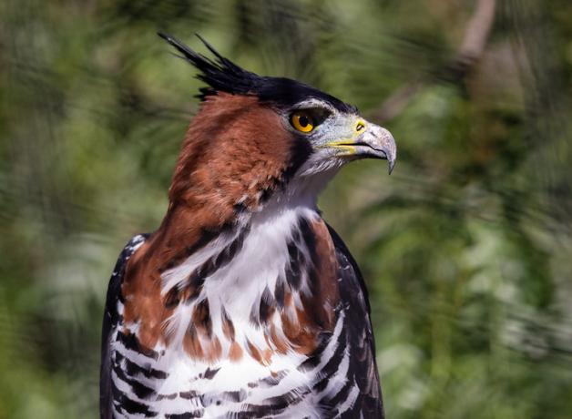 An Ornate Hawk Eagle looks to its left, showing a sharp curved beak, golden eyes, and mottled black and brown feathers with some raised in a crest on its head.
