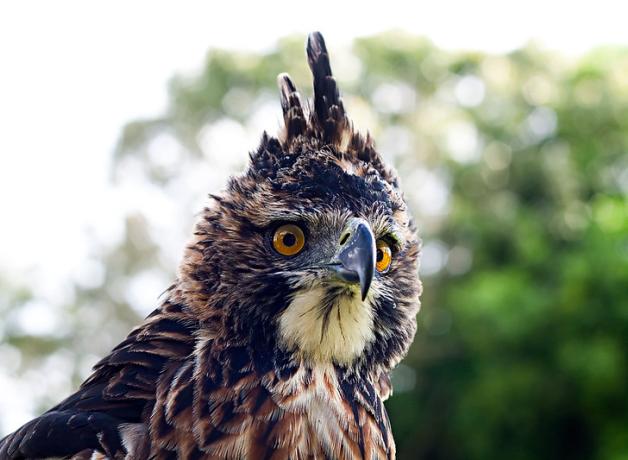  An Ornate Hawk-Eagle, its head and neck are handsomely patterned in black, white and rust below a tall black crest. It has vivid gold eyes.