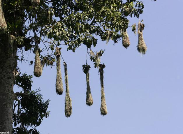 Oropendola nests, elongated hanging baskets