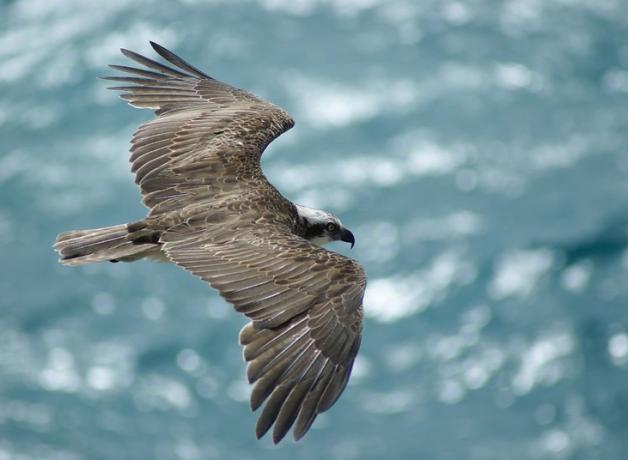 Osprey seen from above as it flies over sunlit water