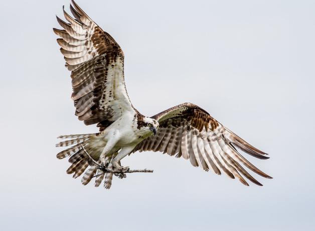 An Osprey flying back to the nest while carrying a stick in its talons. The Osprey's wings are outstretched, the feathers's colors ranging from dark brown to white with brown stripes.