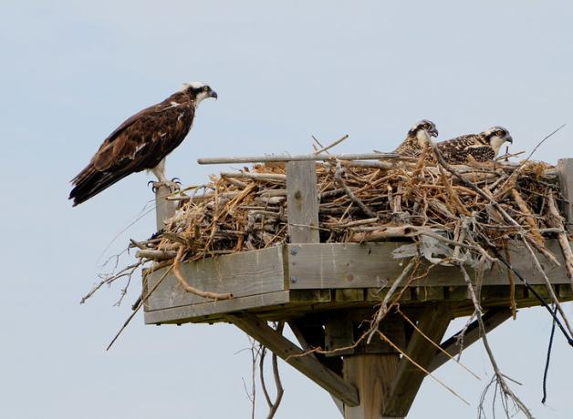 Osprey nest built on a wooden platform, with a female adult standing at one edge of the nest, which contains 2 juvenile ospreys.