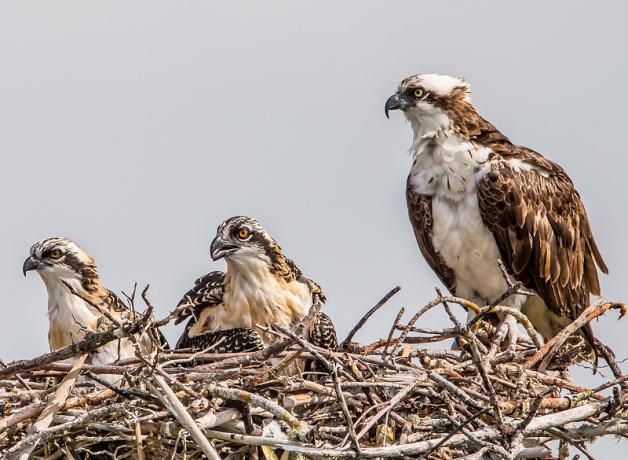 Osprey adult with two chicks in a nest
