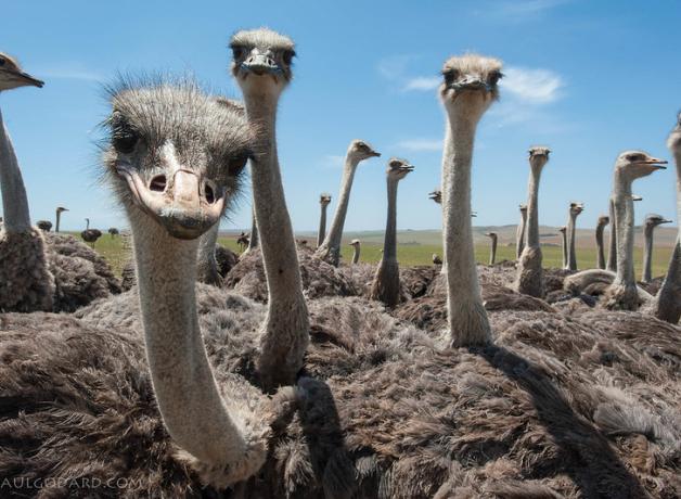 A flock of ostriches all looking into the camera, with blue sky in the background
