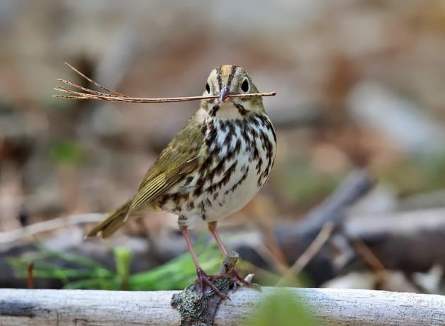 An Ovenbird holding a twig or pine needle in his beak, his body in 3/4 profile with his head turned to the right. The Ovenbird's wings and back are soft greenish brown, his chest white with patchy vertical dark brown stripes. Atop his head, a golden streak is flanked by two brown stripes.