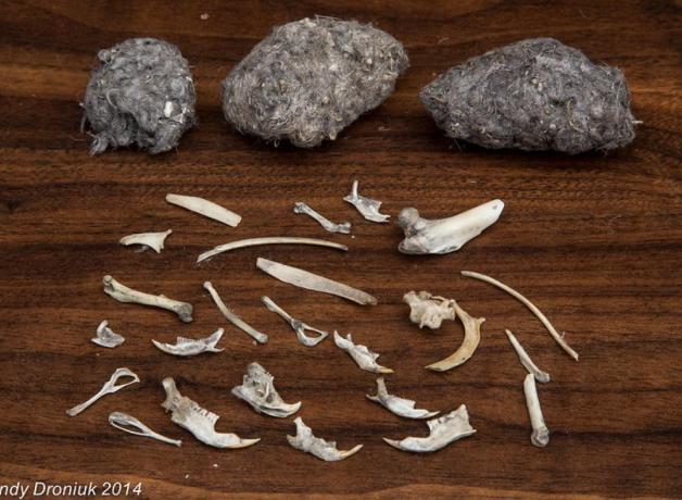 Owl pellets