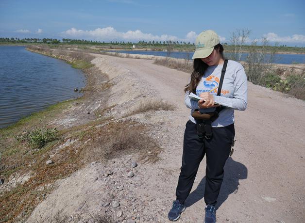 Juanita Fonseca stands in sunlight on the edge of a shrimp farm while she collects data about migrating shorebirds