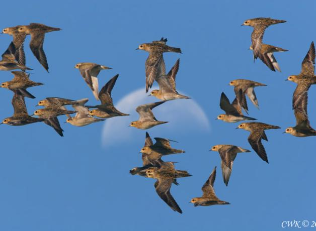 Pacific Golden Plovers in flight