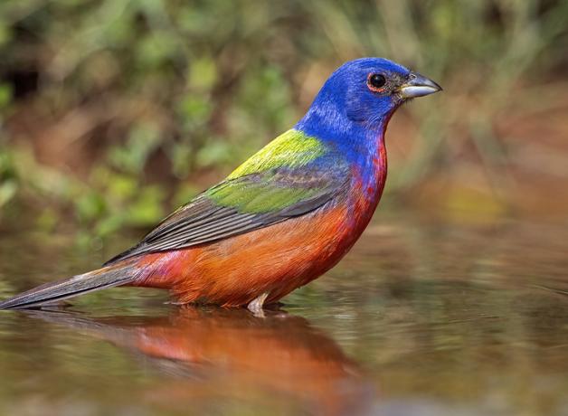 A vivid mult-colored Painted Bunting stands in a pool of water
