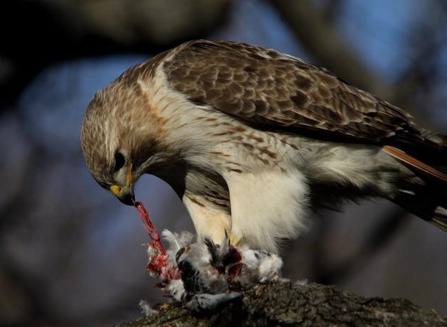 Pale Male, New York City Red-tailed Hawk