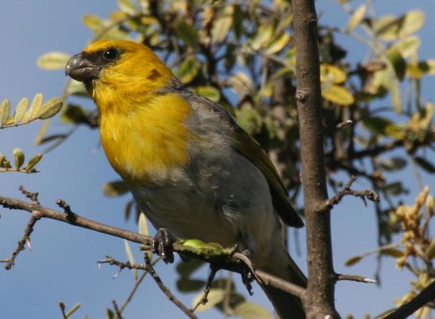 Palila, endangered Hawaiian endemic