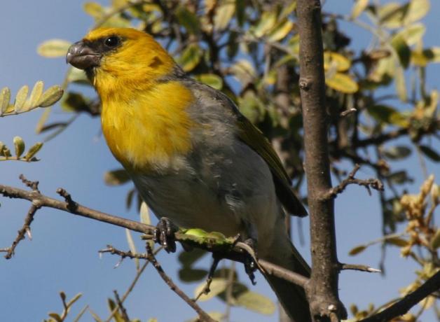 Palila, endangered Hawaiian