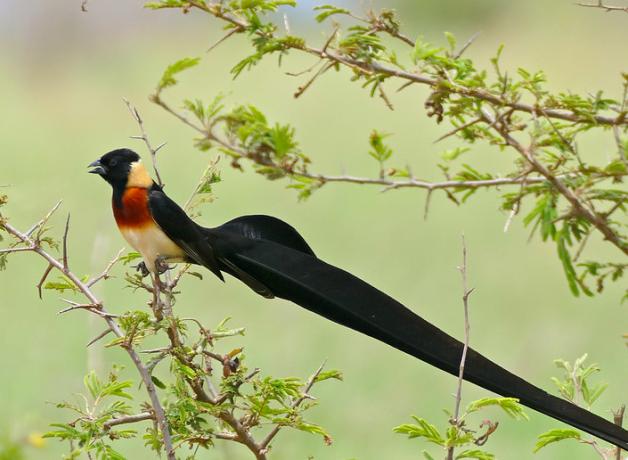 A male Paradise Whydah bird showing the extremely long tail feathers grown during breeding season 