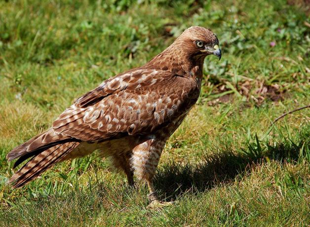 Red-tailed Hawk nicknamed "Patch" by birder Walter Kitundu, who watched and photographed her as she grew. 