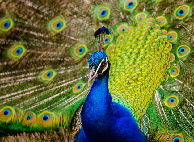 A peacock facing forward, his vivid blue head and body in front of his fanned out iridescent green "eye" patterned tail