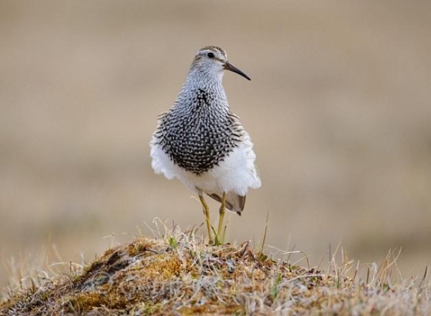 Pectoral Sandpiper