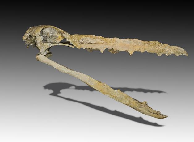 Fossil skull and beak of Pelagornis mauretanicus showing the bony "teeth" projecting from the edges of the beak