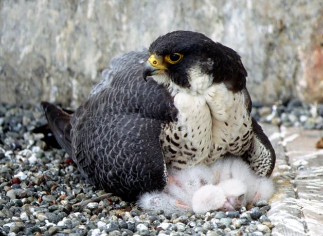 Peregrine falcon with her chicks