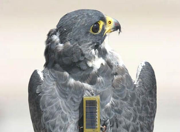 Peregrine Falcon with transmitter