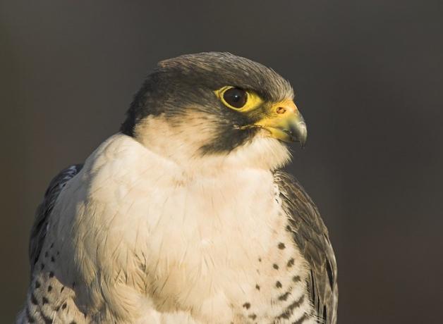 Peregrine Falcon