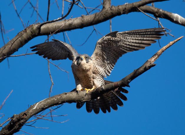 A Peregrine Falcon perched on a branch in the sunshine, holding its wings up, its tail fanned out