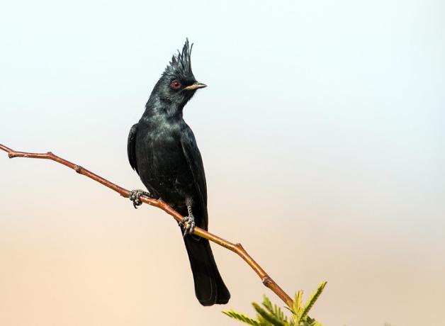A male Phainopepla glistens in the sunlight, its black plumage including a crest atop its head, and red eye, striking against a clear neutral background.