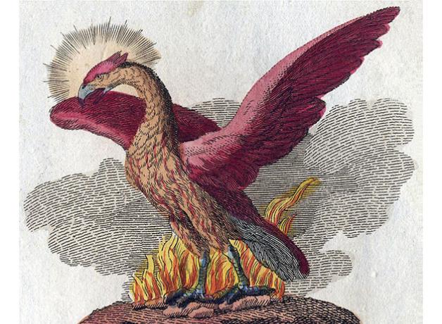 The Legendary Phoenix | BirdNote