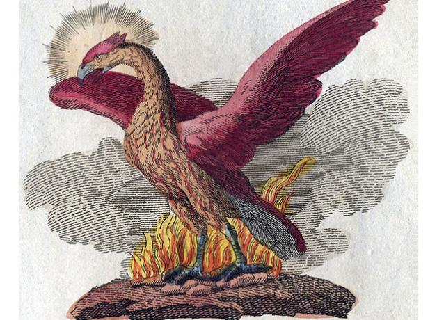 Illustration of Phoenix bird of mythology