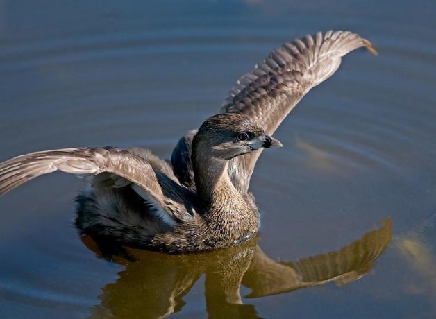 Pied-billed Grebe