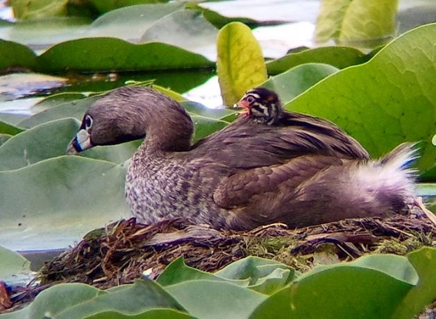 Pied-billed Grebe on nest, small striped chick on back