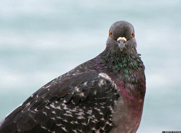 A pigeon in close up looking at the viewer; it has a gray head with orange eyes, and iridescent green and purple feathers on its neck and breast.