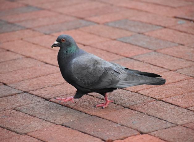 Pigeon seen in profile as it walks across paving stones