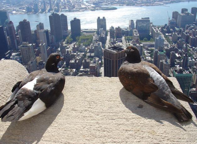 Pigeons in the city