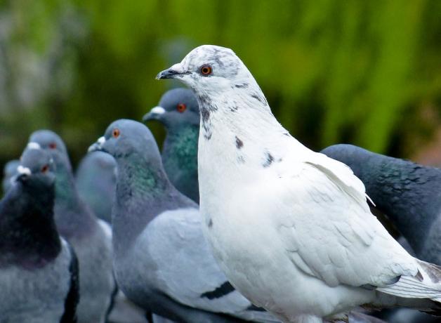 A group of pigeons, with a mostly white speckled pigeon at the front in left profile.