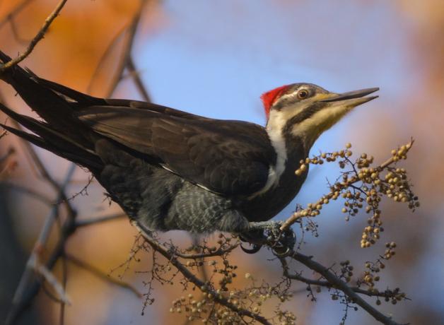 A Pileated Woodpecker sits on a branch of poison ivy, and its open beak is near some berries on the branch.