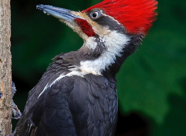 Pileated Woodpecker