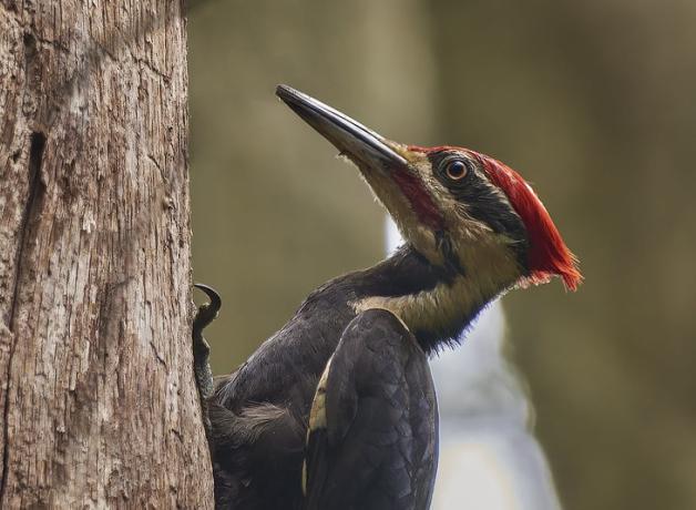 Male pileated Woodpecker seen in profile, showing long sharp beak, black body, white stripes on the throat and bright red crest feathers on his head