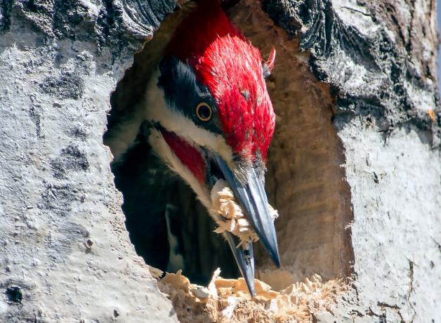 Pileated Woodpecker carving cavity in tree