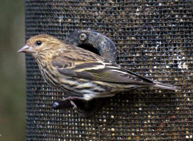 Pine Siskin at bird feeder
