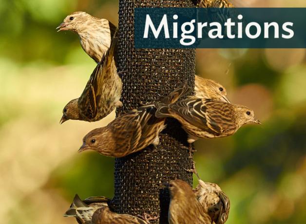 A flock of Pine Siskins at a birdfeeder