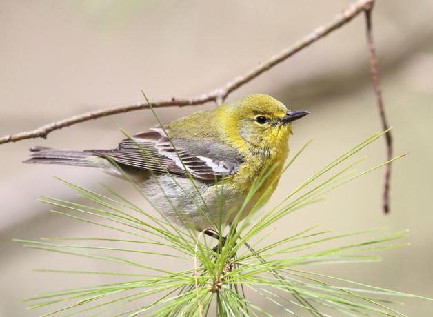 The Warbler That Loves Pines | BirdNote