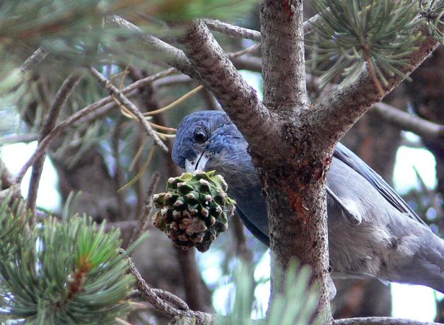 Pinyon Jay