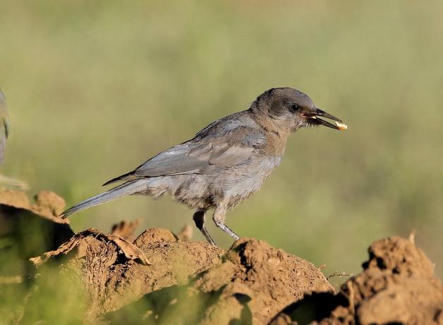 Pinyon Jay
