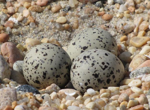 Piping Plover eggs in nest known as a "scrape"