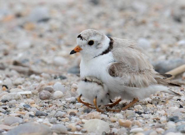 The Plover and the Hurricane | BirdNote