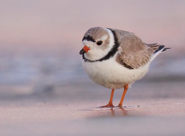 A small beige and white bird with black "ring" collar feathers stands on sand at water's edge