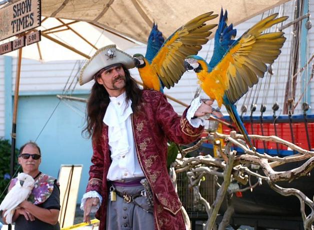 Pirate actor with Blue and Yellow Macaws