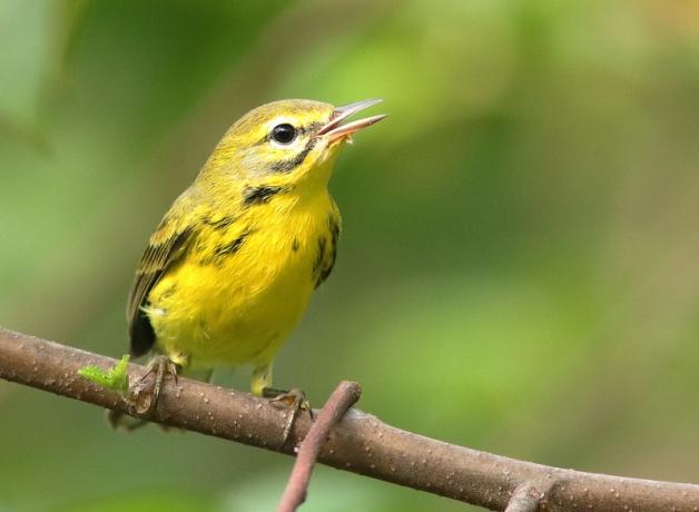 Prairie Warbler perched on branch, beak open, singing
