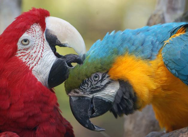 Two Macaw parrots preening each other, one using its beak to groom feathers on the other one's head